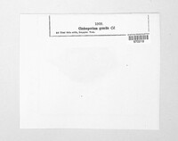 Cladosporium gracile image